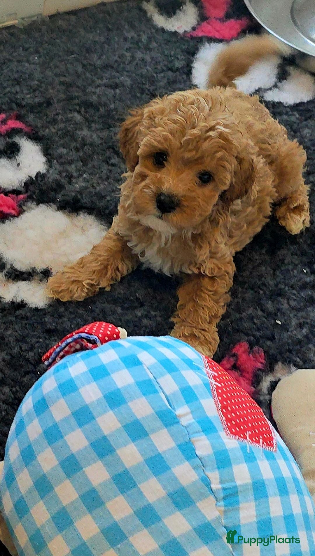 Maltipoo honden Mooie Maltipoo Pups puppies ( toy poedel ) - Advertentie 1