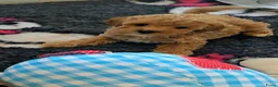 Maltipoo honden te koop: Mooie Maltipoo Pups puppies ( toy poedel ) - Advertentie 1