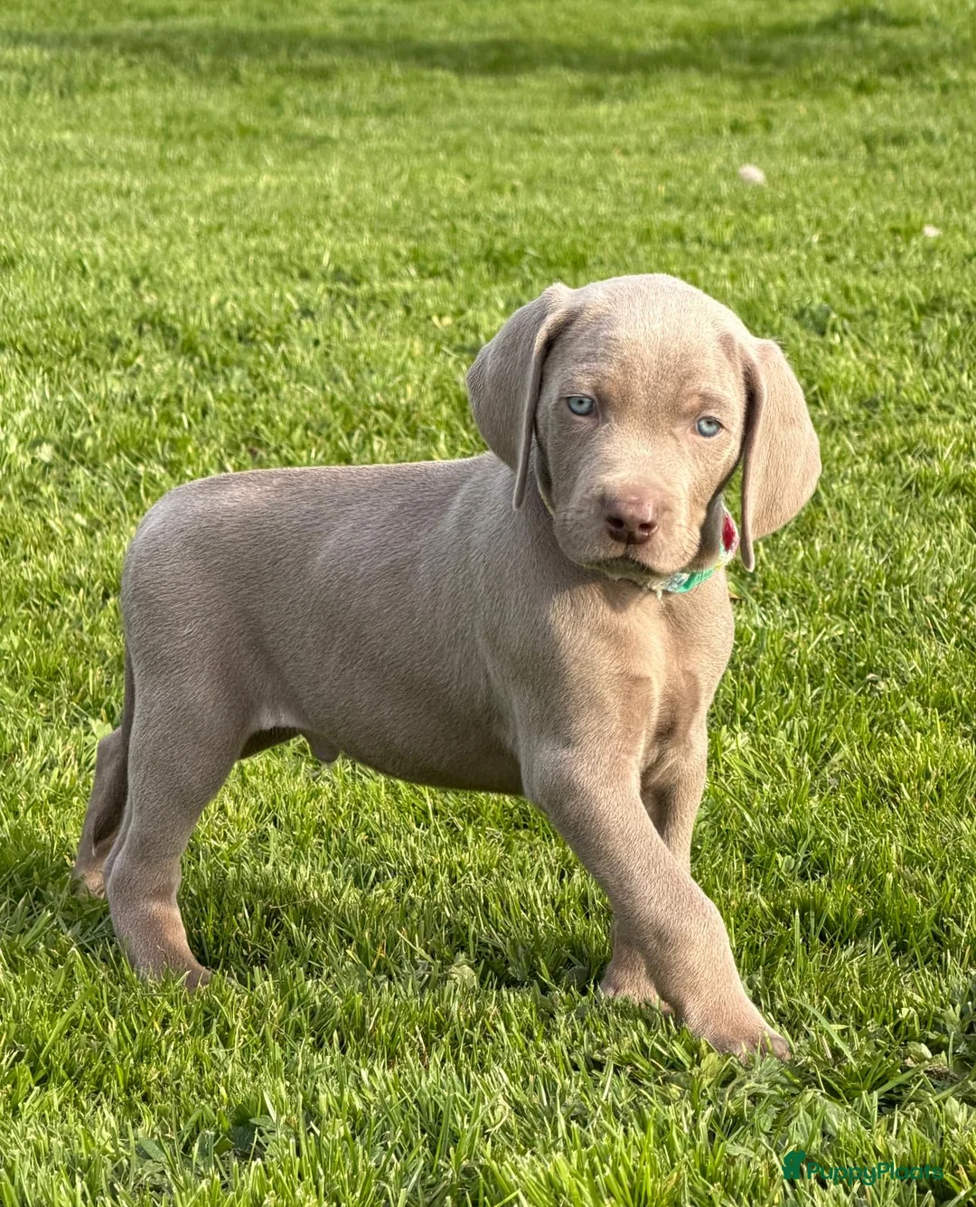 Weimarse Staande Hond korthaar honden te koop: Mooie Weimaraner pups - Advertentie 7