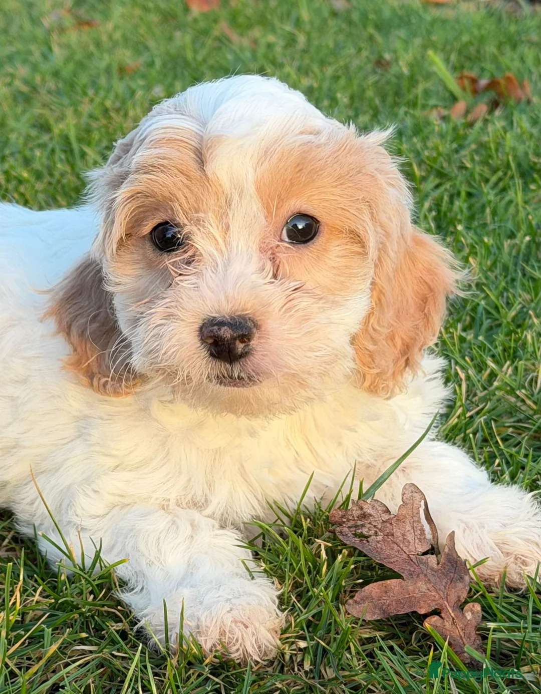 Maltipoo honden te koop: Leuke maltipoo pups  - Advertentie 22