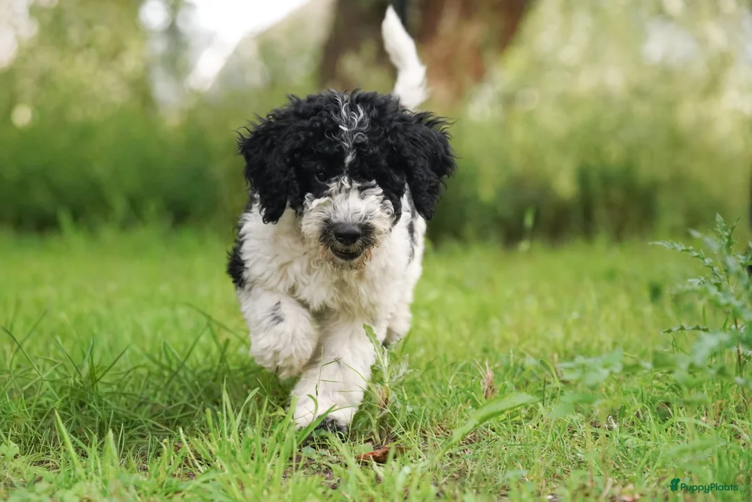 Barbet honden te koop: Barbet pups - Advertentie 1