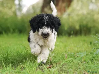 Barbet honden Barbet pups - Advertentie 3
