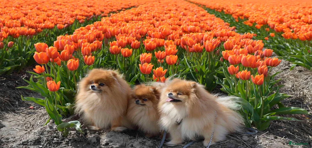 Galerij afbeelding {{count}}