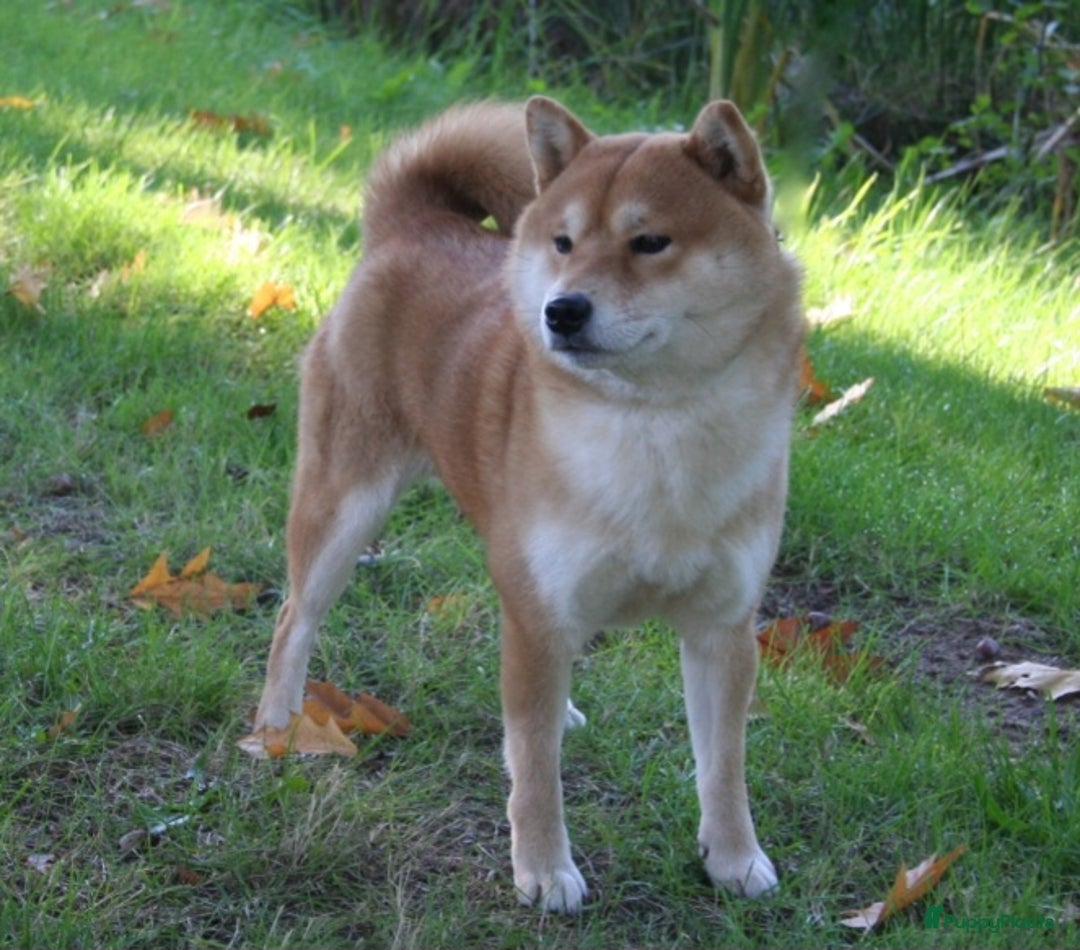 Shiba honden te koop: Shiba inu pups met f.c.i stamboom  - Advertentie 9