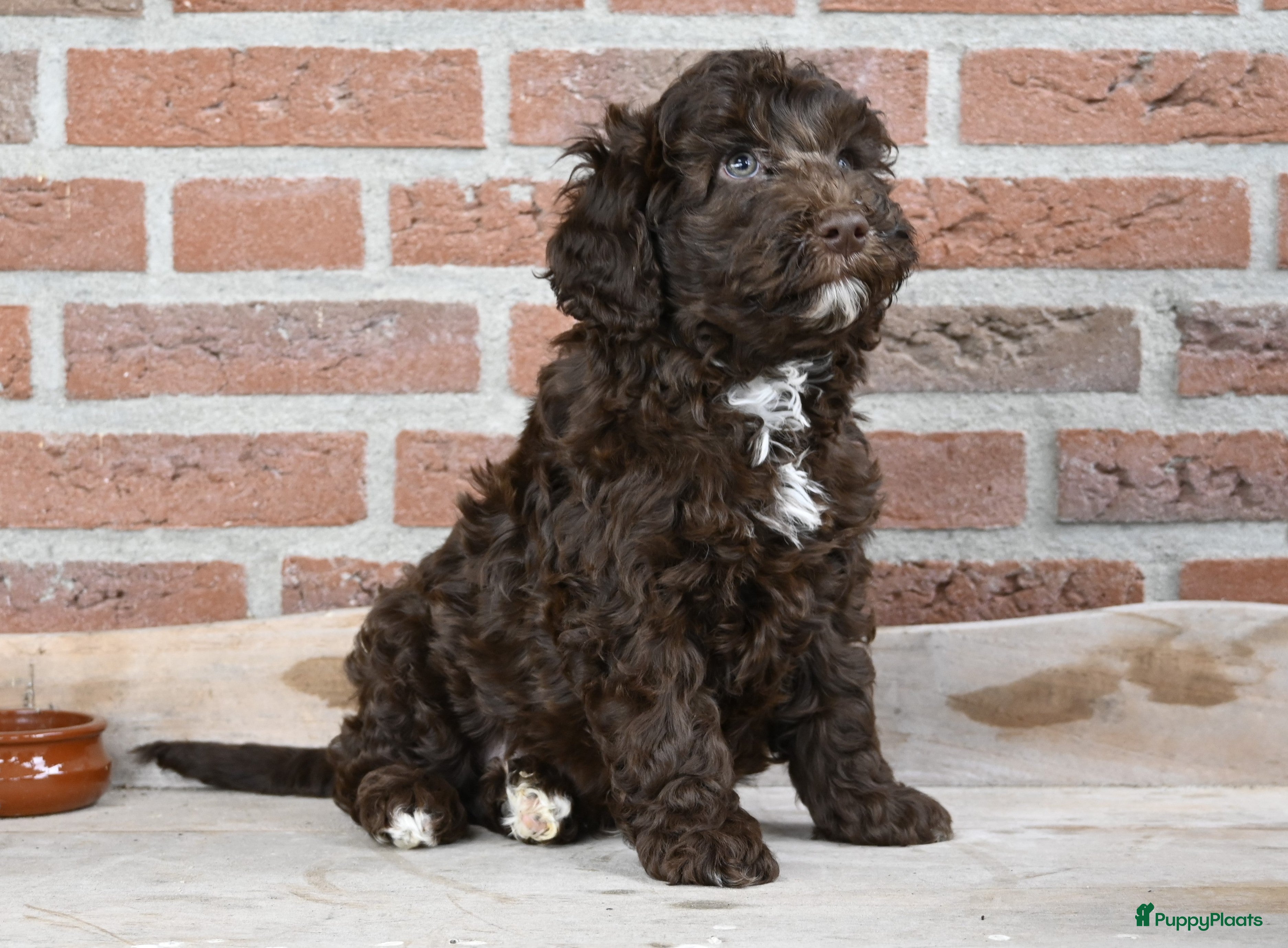 Australian Labradoodle honden Prachtige Chocolade bruine Labradoodle pup - Advertentie 2