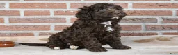 Australian Labradoodle honden te koop: Prachtige Chocolade bruine Labradoodle pup - Advertentie 1