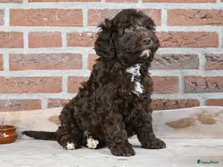 Australian Labradoodle honden Prachtige Chocolade bruine Labradoodle pup - Advertentie 2