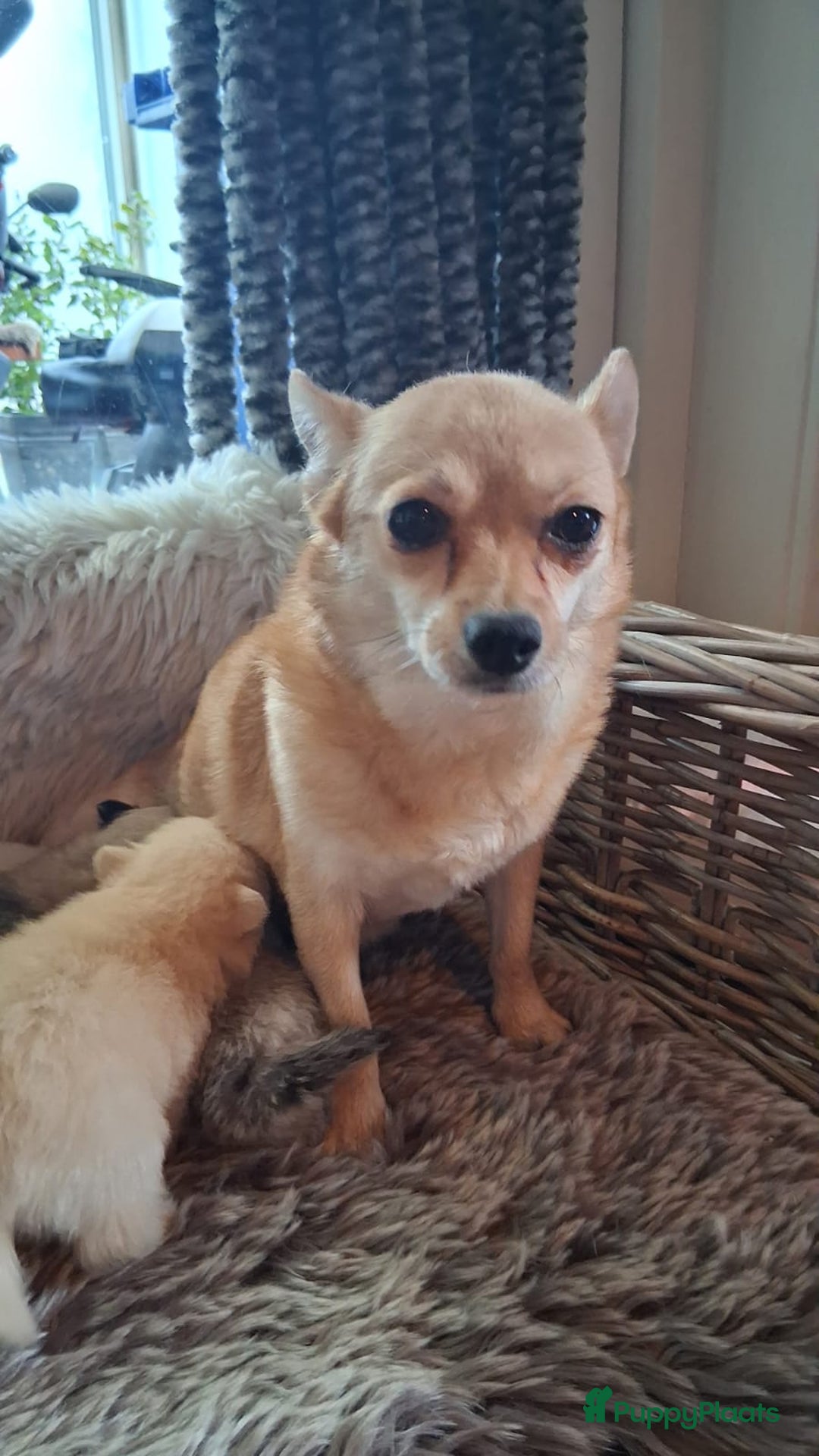 Pomchi honden te koop: Prachtige pomeriaan x pomchi's pups  - Advertentie 12