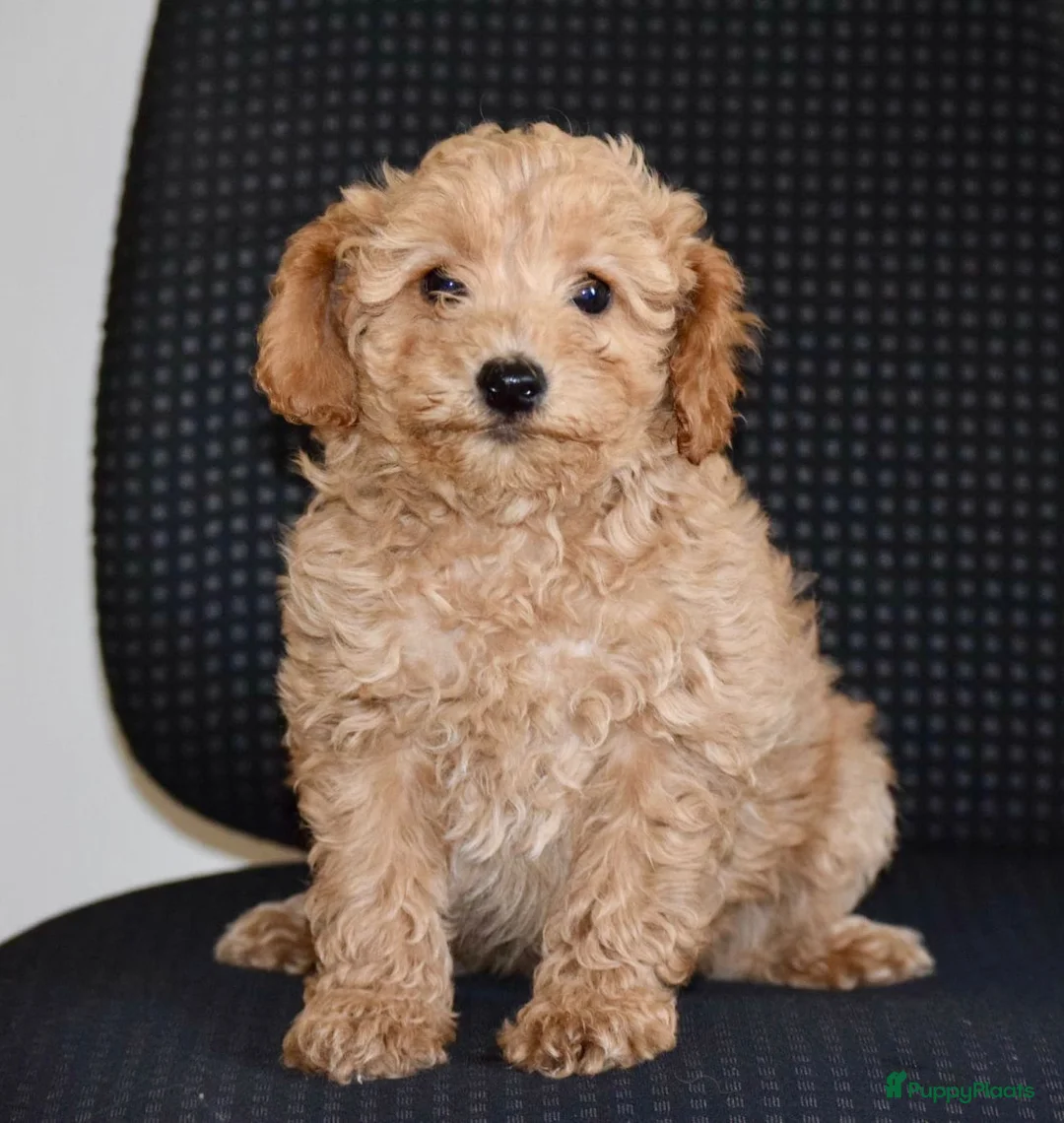 Maltipoo honden te koop: Mooie kleinblijvende MALTIPOO PUPS Met garantie  - Advertentie 8
