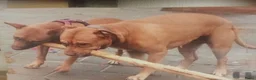 Kruising honden te koop: 5 puppers Red Nose Pitbull/American Bully - Advertentie 11