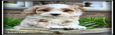 Maltipoo 4