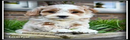 Maltipoo honden te koop: Maltipoo F1b pups - Advertentie 7