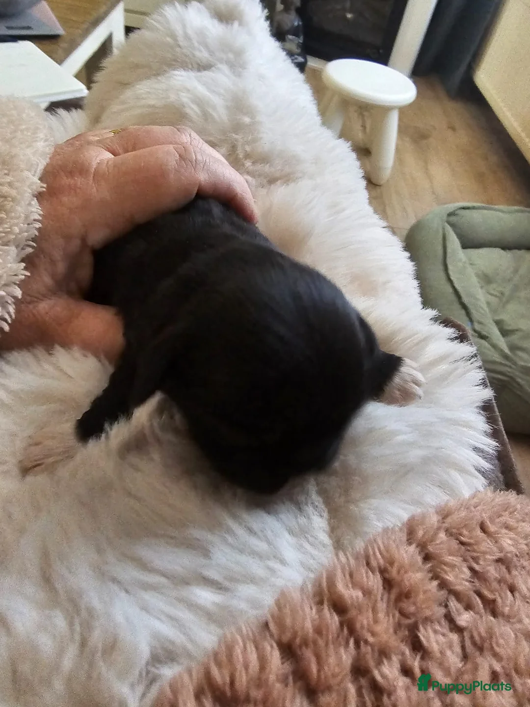 Kruising honden te koop: Boomer pups - Advertentie 16