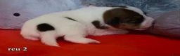 Jack Russel Terriër honden te koop: Lieve Jack Russell pups - Advertentie 3