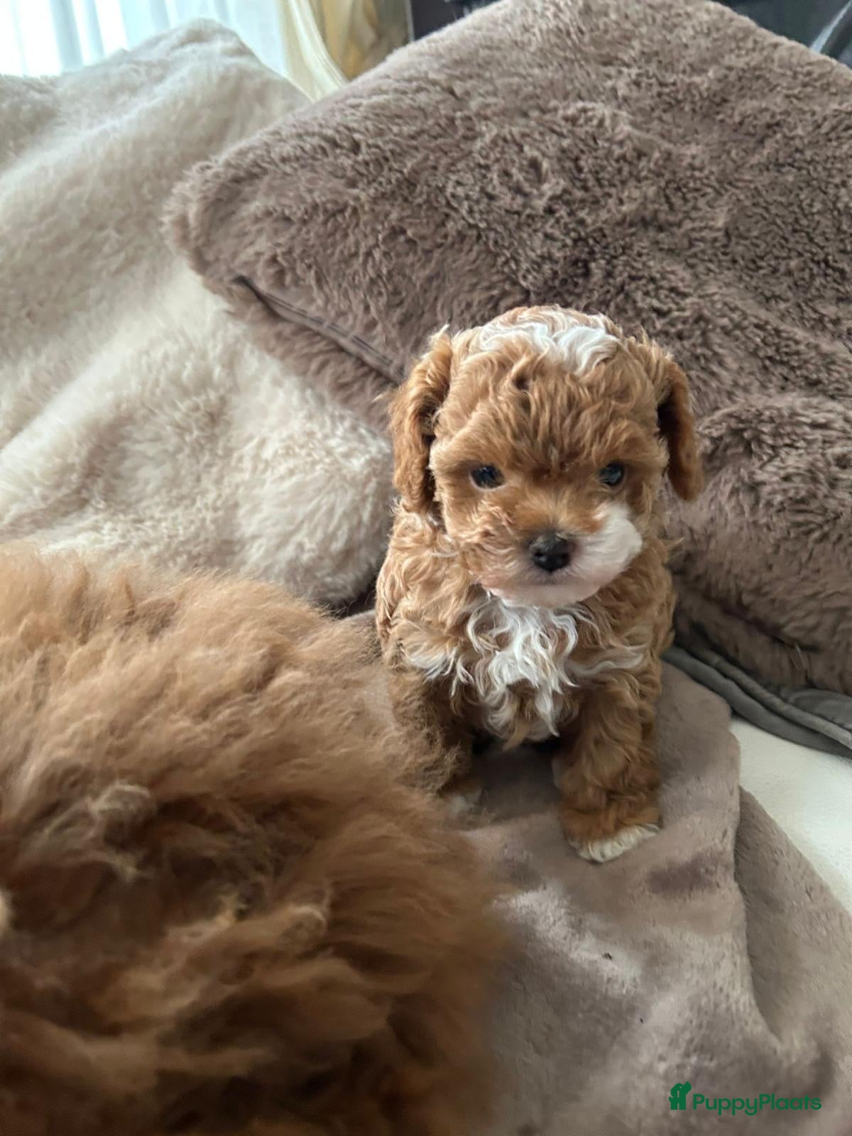 Shihpoo honden Mini shihpoo - Advertentie 2