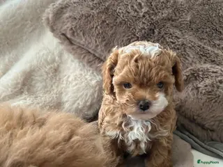 Shihpoo honden Mini shihpoo - Advertentie 1