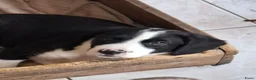 Kruising honden te koop: Beagle kruising - Advertentie 2