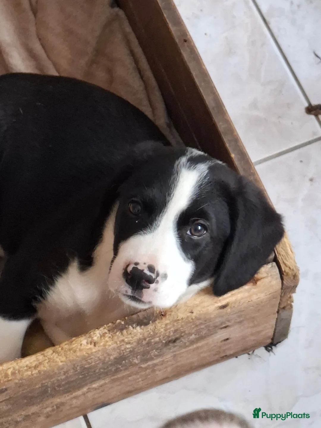 Kruising honden te koop: Beagle kruising - Advertentie 2
