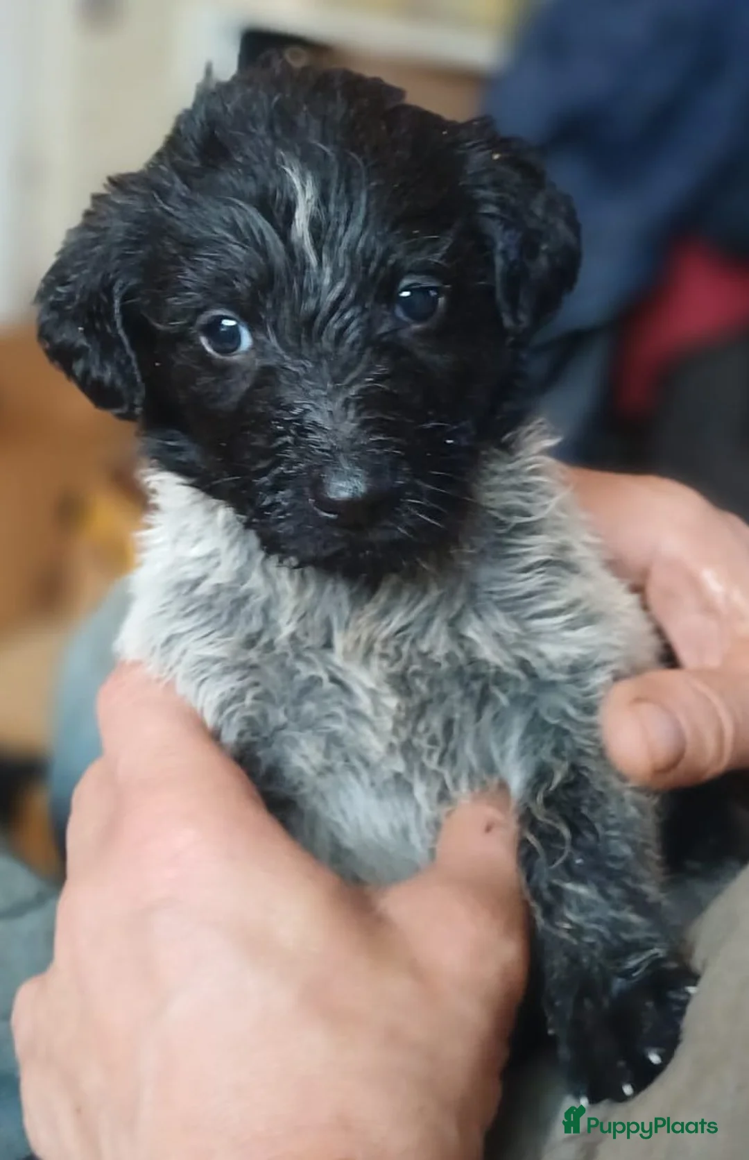 Kruising honden te koop: Een van deze prachtige pups is voor jou bedoeld? - Advertentie 2