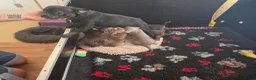 Franse Bulldog honden te koop: Franse bulldog pups  - Advertentie 5