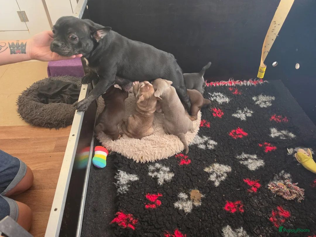 Franse Bulldog honden te koop: Franse bulldog pups  - Advertentie 5