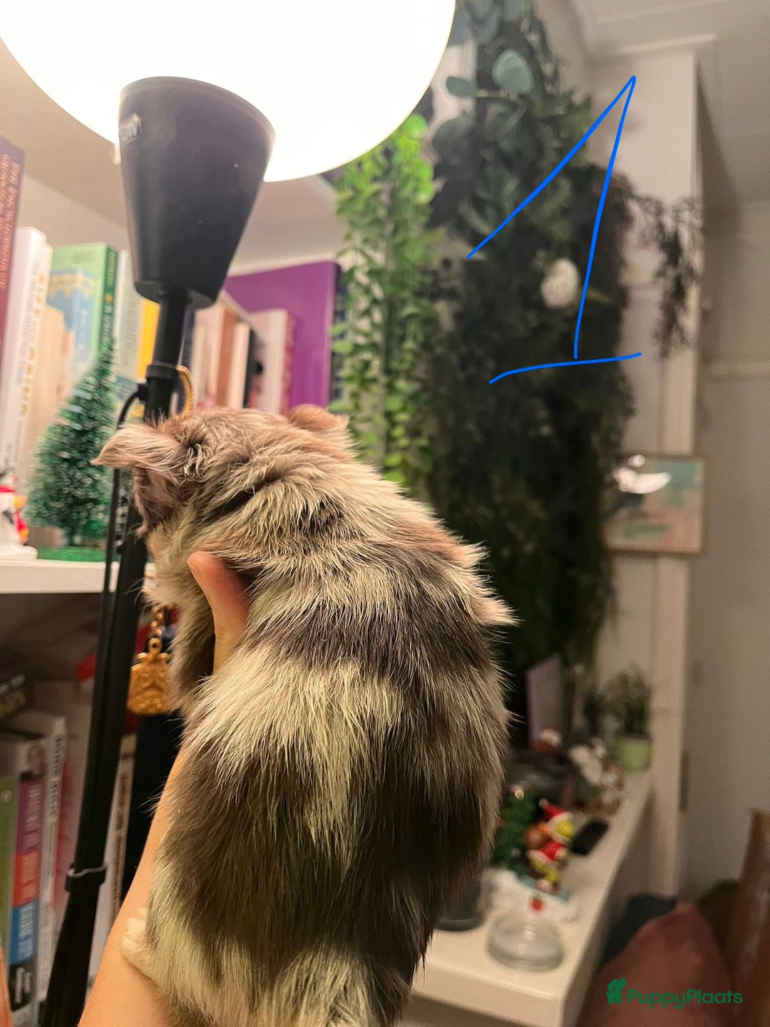 Chihuahua honden te koop: 3 prachtige Chihuahua-pups beschikbaar. - Advertentie 2