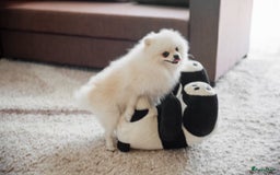 Pomeriaan honden ter dekking: Pomeriaan Dekreu Thomas (niet te koop) - Advertentie 1