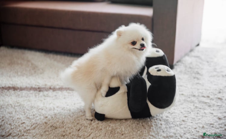 Pomeriaan honden Pomeriaan Dekreu Thomas (niet te koop) - Advertentie 2