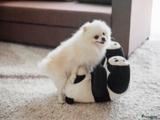 Pomeriaan honden Pomeriaan Dekreu Thomas (niet te koop) - Advertentie 6