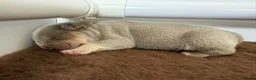Franse Bulldog honden te koop: Mooie Franse Bulldog pups - Advertentie 4