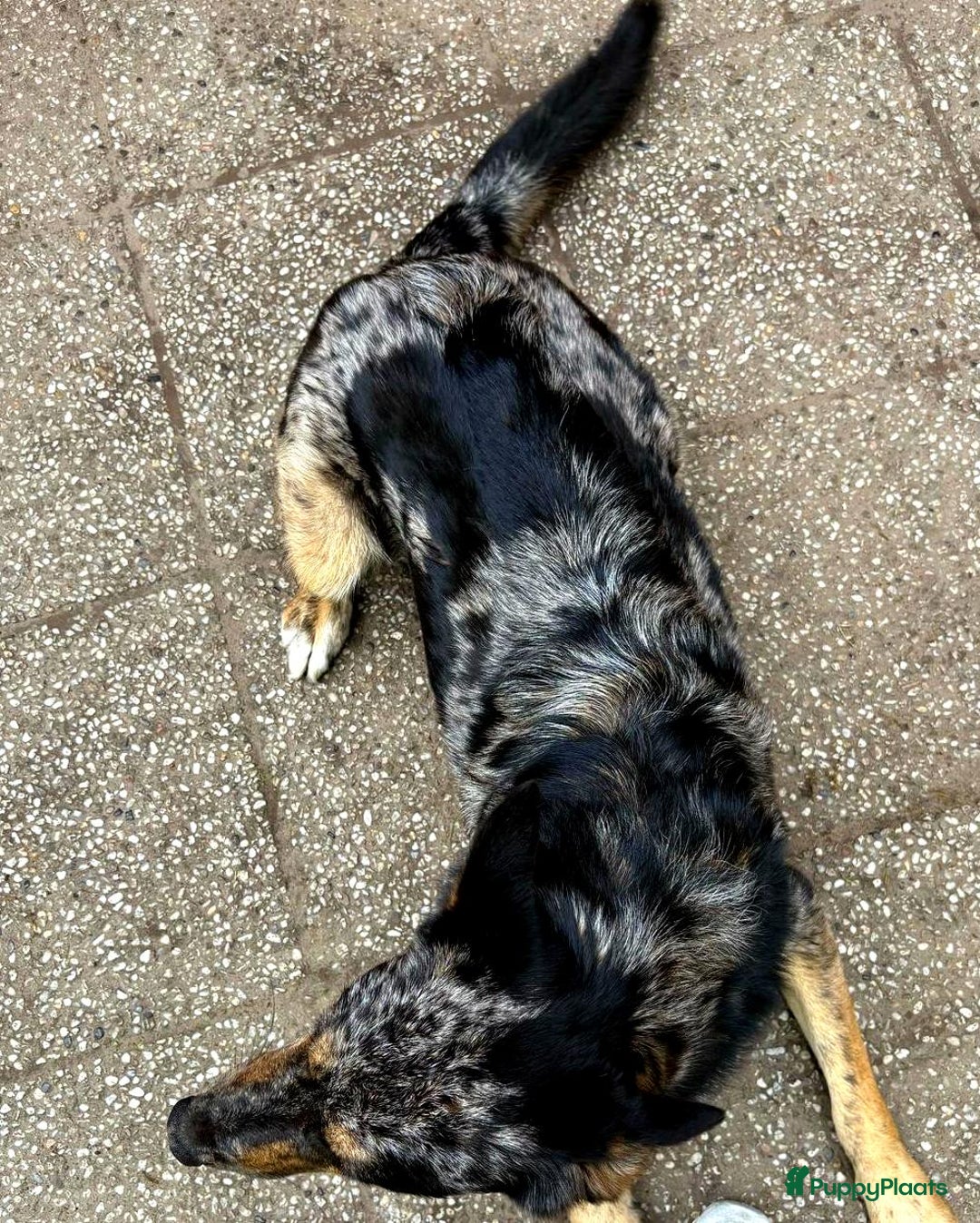 Kruising honden ter adoptie: bartje is helemaal klaar voor vertrek ! - Afbeelding 2