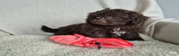 Kruising honden te koop: Prachtige leergierige boompoo's  - Advertentie 9