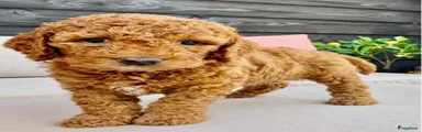 (Roze) Australian Labradoodle Puppy