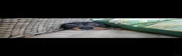 Ruwhaar Teckel honden te koop: Ruwharige teckel pups - Advertentie 22