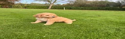 Labradoodle honden te koop: Dwergpoedel x Labradoodle pups - Advertentie 12