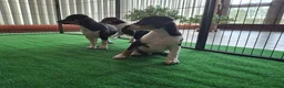Fox Terriër Gladhaar honden te koop: boerenfox pups - Advertentie 2