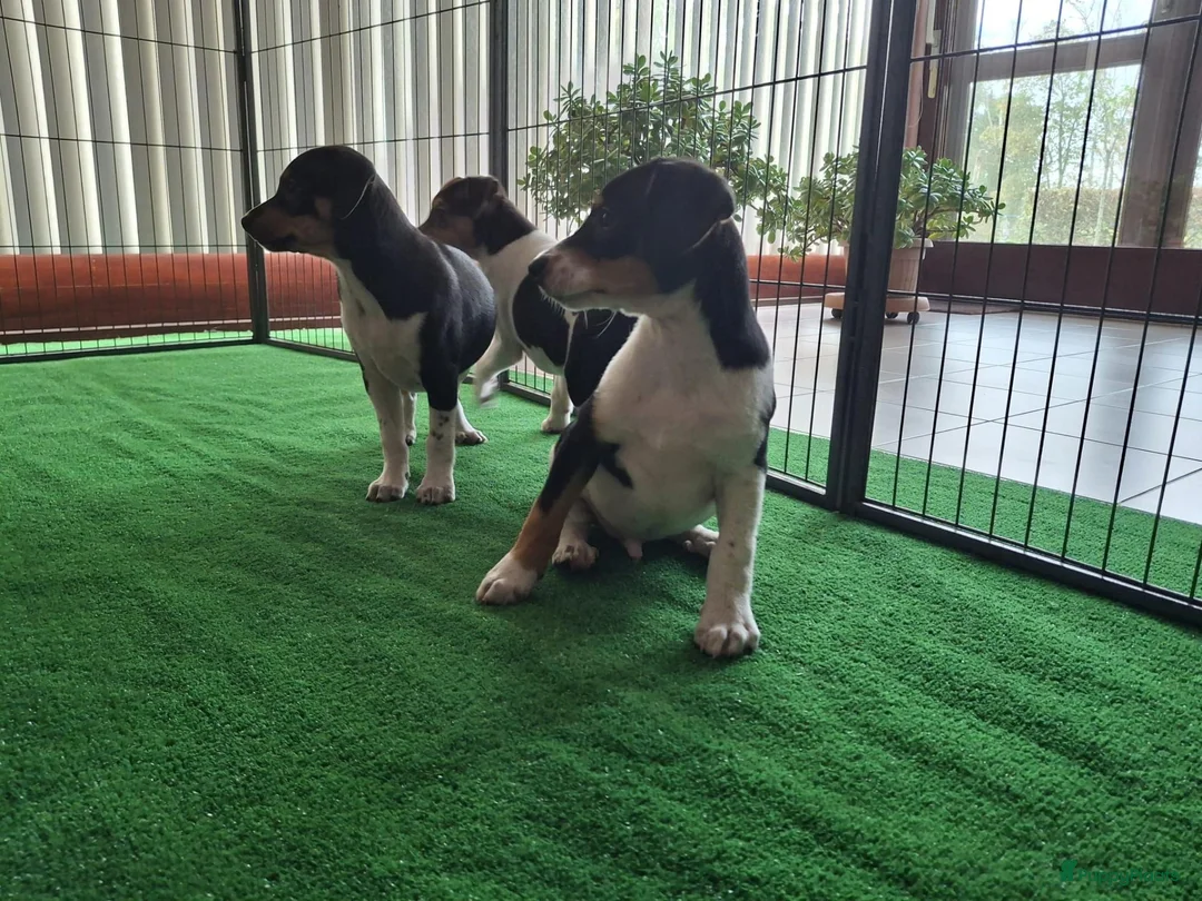 Fox Terriër Gladhaar honden te koop: boerenfox pups - Advertentie 2