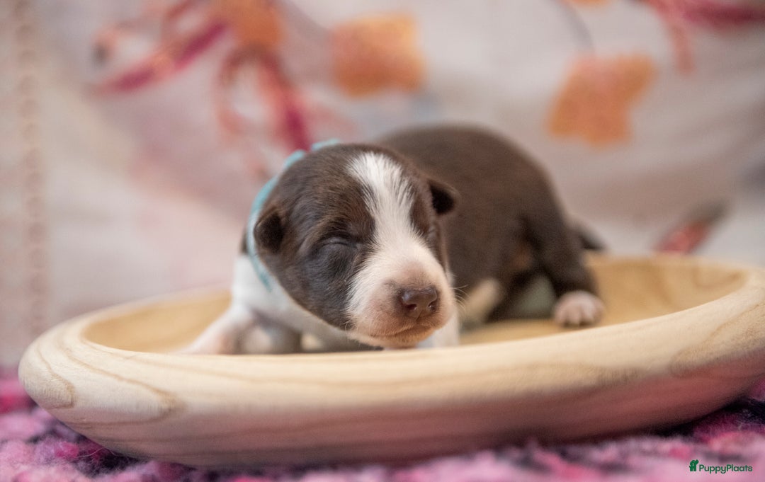 Border Collie honden te koop: border collie reutjes - Advertentie 2