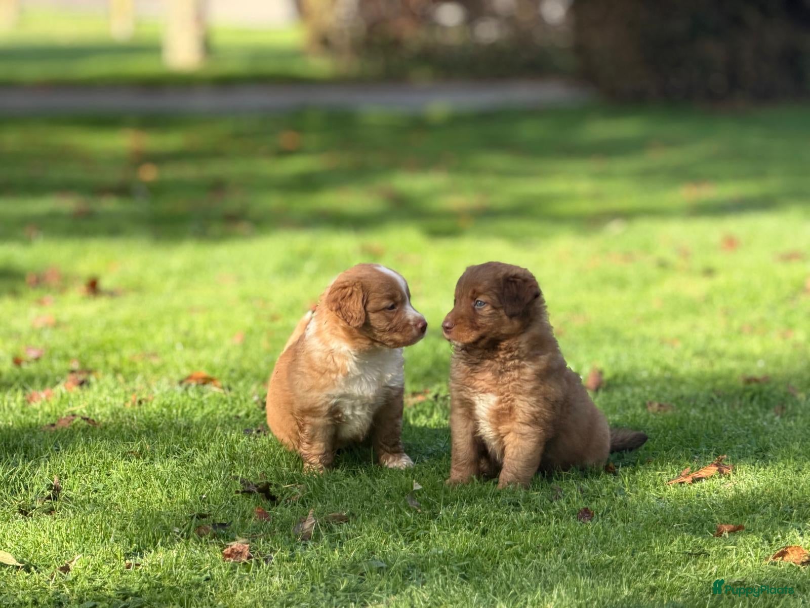 Kruising honden Nova Scotia Duck Tolling Retriever pups - Advertentie 1