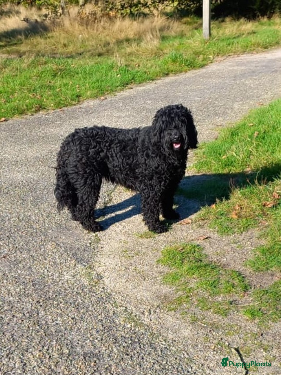 Australian Labradoodle honden te koop: Australian labradoodle puppy's  - Advertentie 5