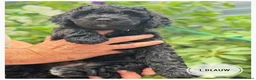 Goldendoodle honden te koop: Goldendoodle pups medium - Advertentie 9
