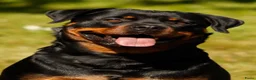 Rottweiler honden te koop: 9 Rottweiler pups met stamboom in Oldekerk - Advertentie 2