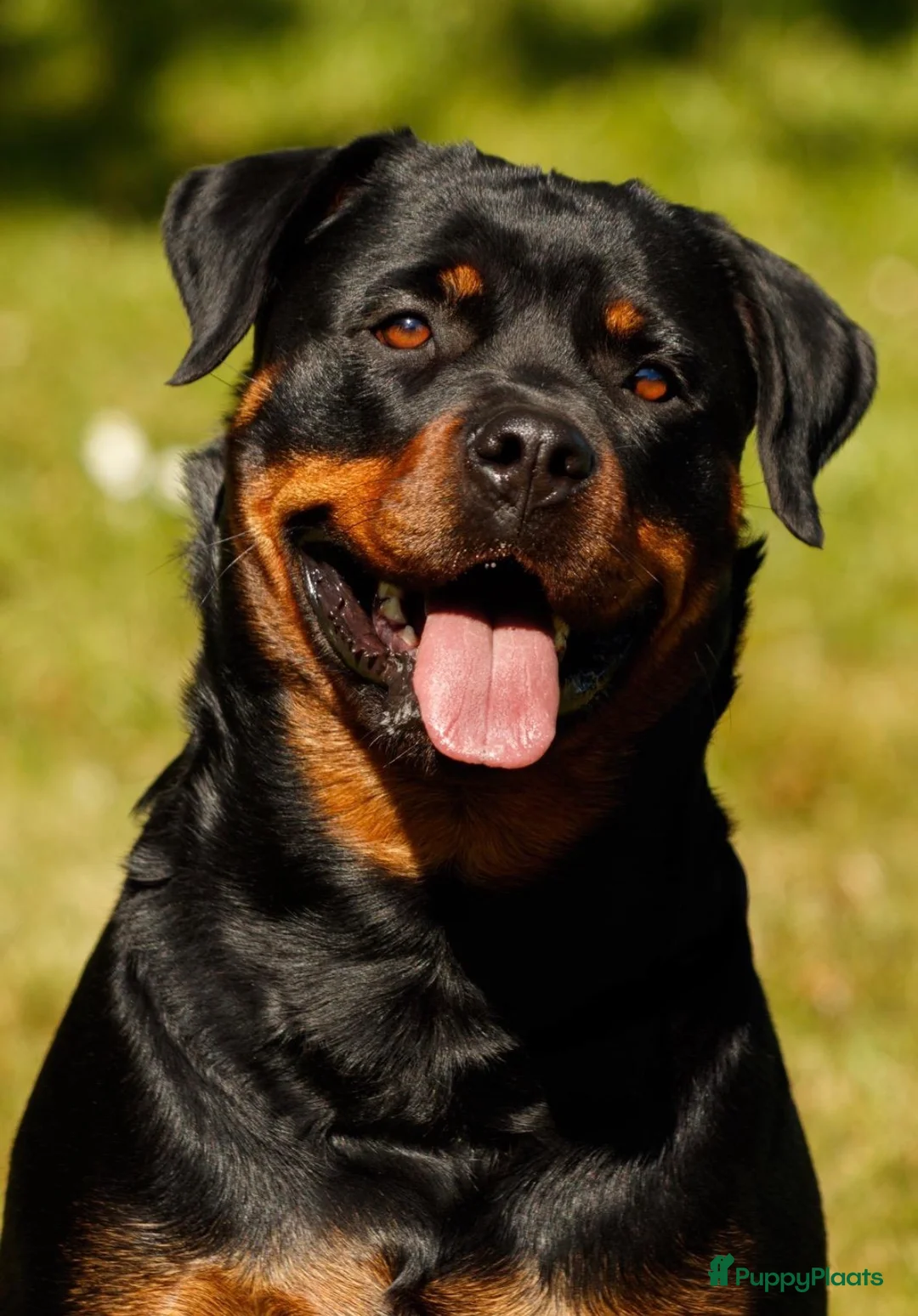 Rottweiler honden te koop: 9 Rottweiler pups met stamboom in Oldekerk - Advertentie 2