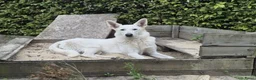Zwitserse Witte Herdershond honden te koop: Witte herder pups - Advertentie 6