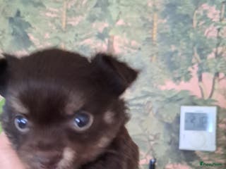 Chihuahua honden Superleuk nestje chihuahua pupjes van 3 - Advertentie 2