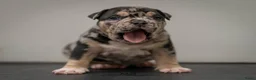 Amerikaanse Bully honden te koop: American Bully pocket pups verwacht rond november  - Advertentie 9