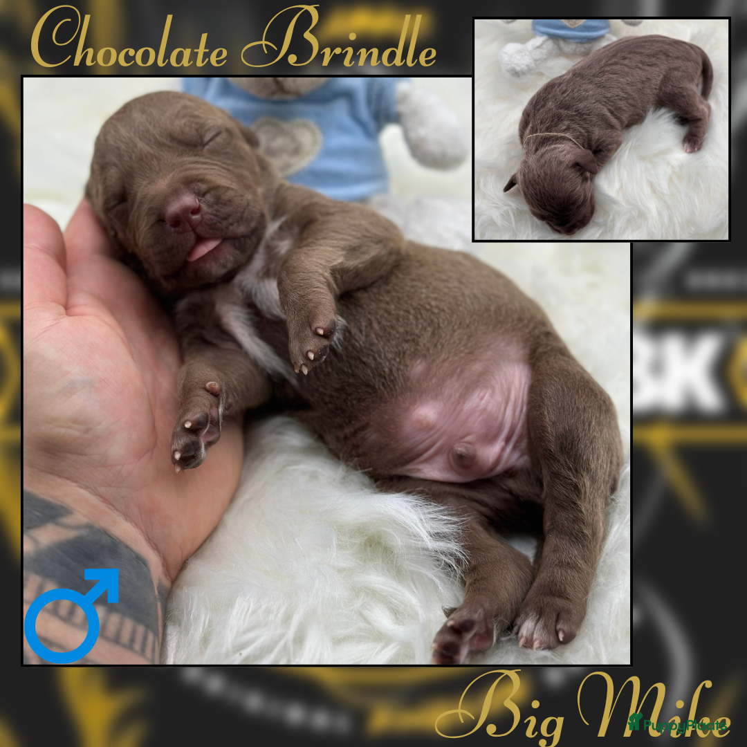 Amerikaanse Bully honden te koop: American Bully XL - Black Merle - Advertentie 2