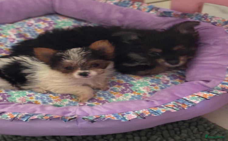 Yorkshire Terriër honden - Advertentie 13