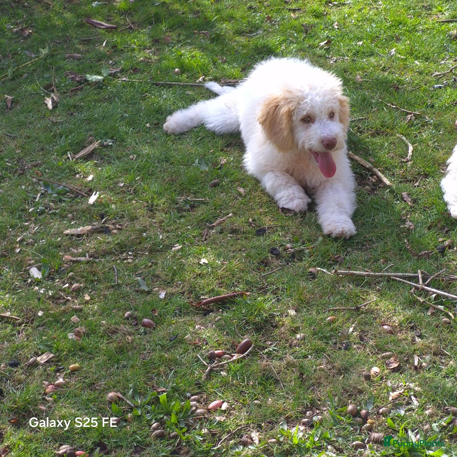 Lagotto Romagnolo honden İtaliaanse Waterhond - Lagotto Romagnolo pupies - Advertentie 2