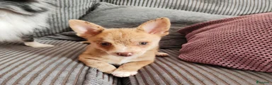 Pomchi 1